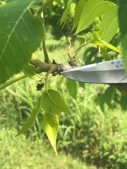 Cryptocephalus guttulatus