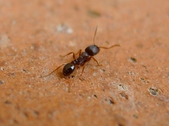 Tetramorium caespitum