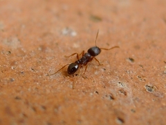 Tetramorium caespitum