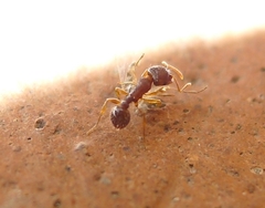 Tetramorium caespitum