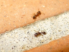 Tetramorium caespitum