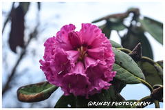 Rhododendron kesangiae