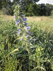 Echium vulgare