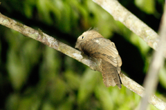 Batrachostomus affinis