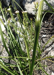 Lachnaea diosmoides