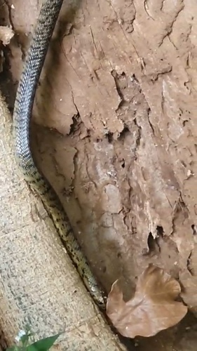 Brown Forest Cobra