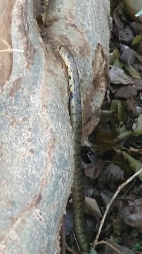 Brown Forest Cobra