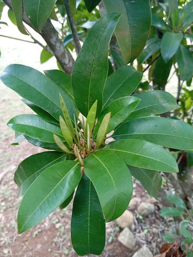 Manilkara zapota - Whole tree