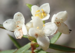Lachnaea diosmoides