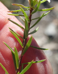 Lachnaea diosmoides