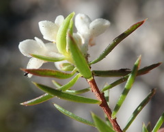 Lachnaea diosmoides