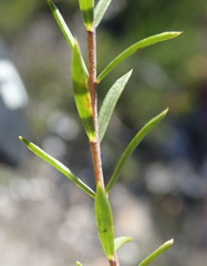 Lachnaea diosmoides