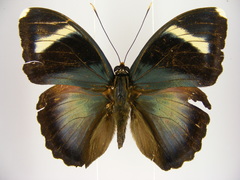 Euphaedra hewitsoni angusta