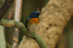 Cyornis rubeculoides