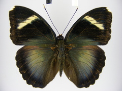 Euphaedra hewitsoni angusta
