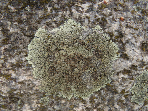 Mūrinė Lakštuotė