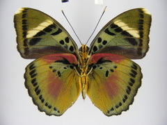 Euphaedra hewitsoni angusta