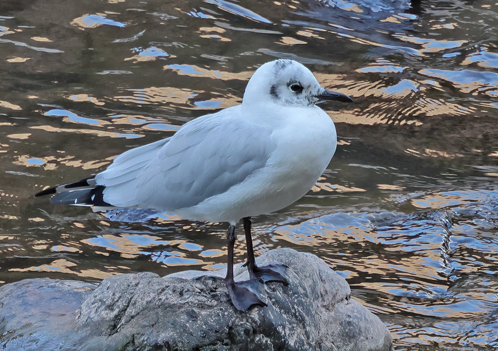 Andean Gull