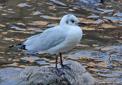 Andean Gull photo 1