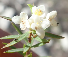 Lachnaea diosmoides