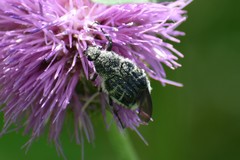 Trichiotinus texanus