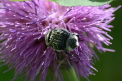 Trichiotinus texanus