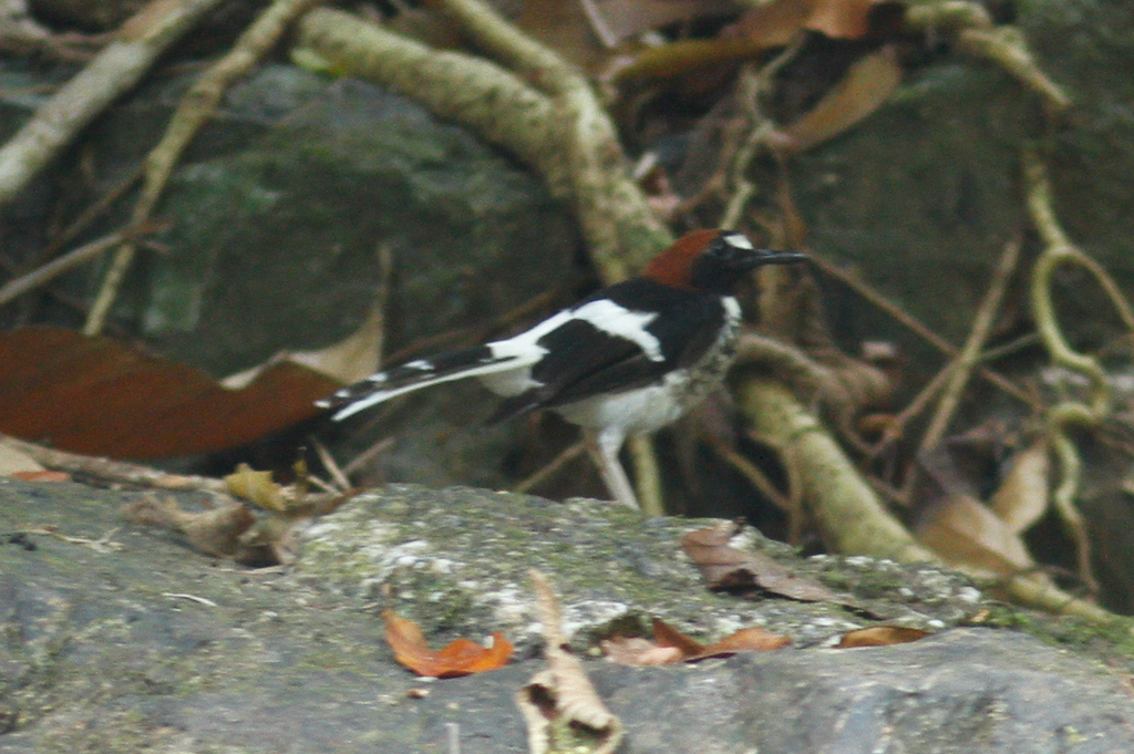 Chestnut-Naped Forktail