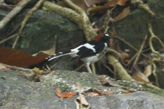 Enicurus ruficapillus