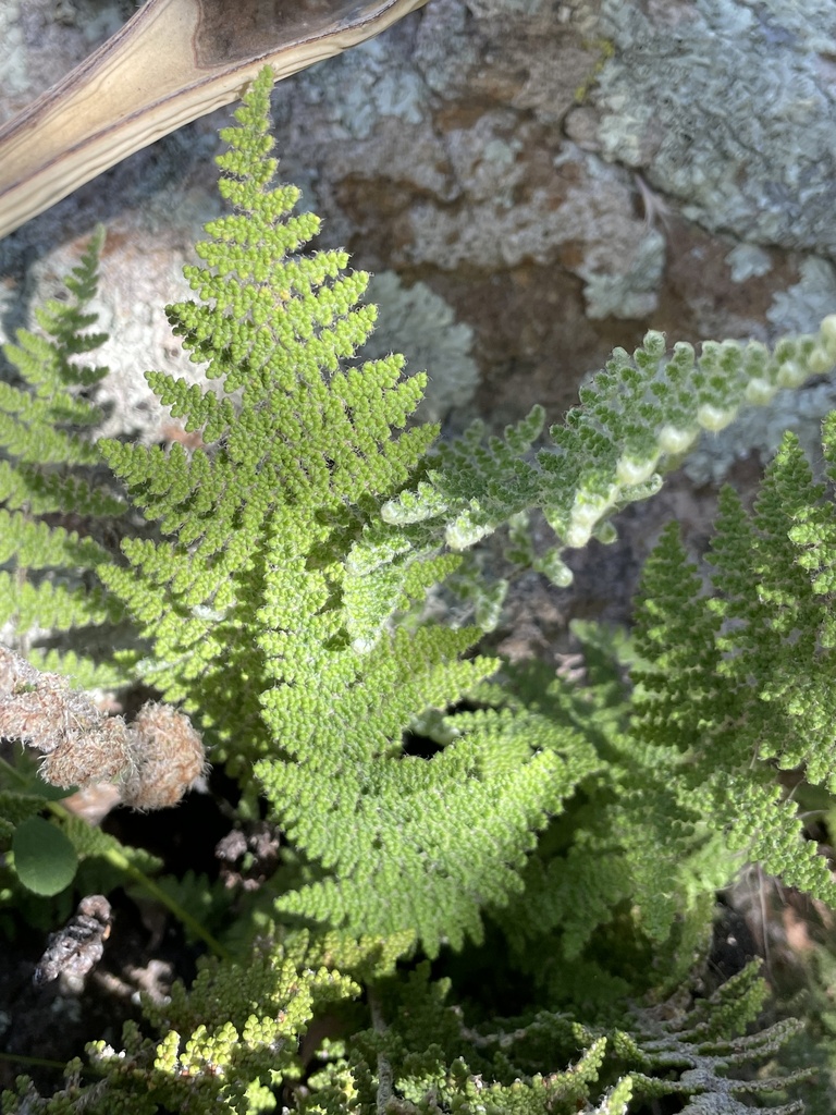 Wooton's lace fern