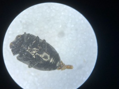 Trachys minutus