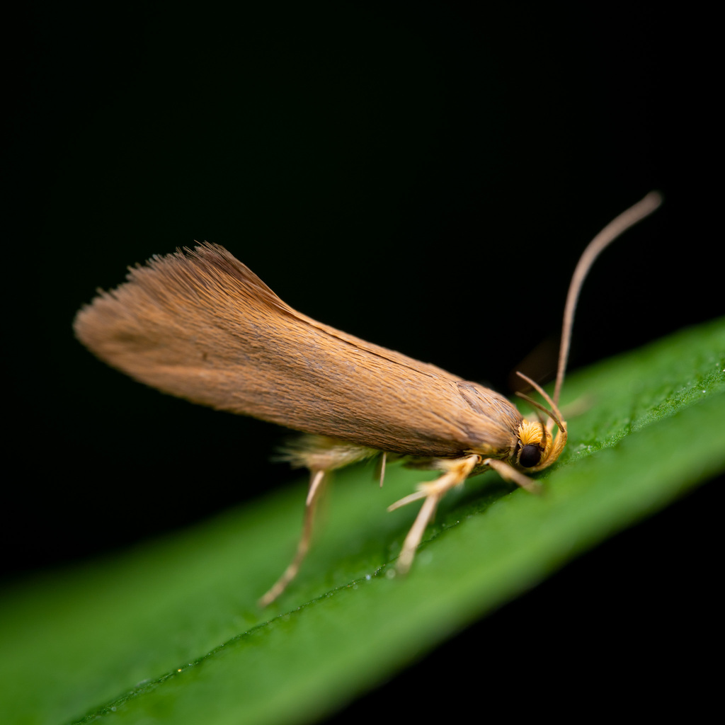 Golden-brown Tubic from Berlin-Steglitz-Zehlendorf, Germany on June 1 ...