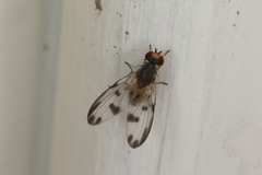 Palloptera umbellatarum