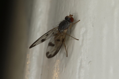 Palloptera umbellatarum