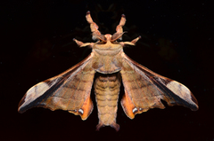 Bombycidae