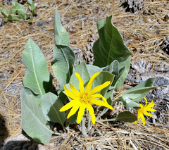 Wyethia mollis