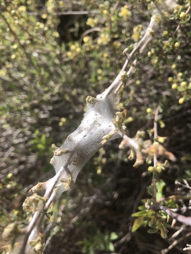 iNaturalist observation photo of Western Tent Caterpillar Moth