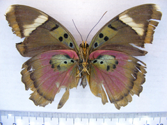 Euphaedra lata