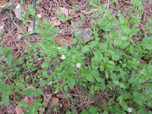 Trigyslė smiltagraibė