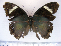 Euphaedra lata