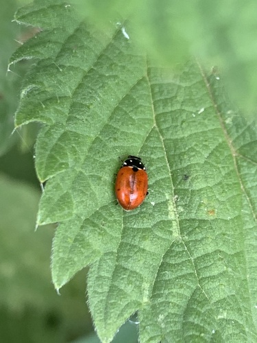 Variegated Lady Beetle