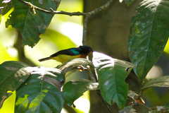 Chalcoparia singalensis