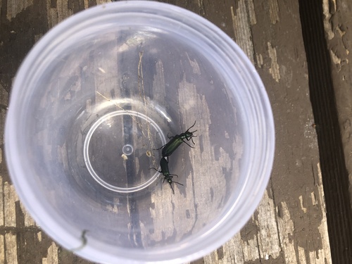 iNaturalist observation photo of Green Blister Beetle