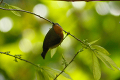 Chalcoparia singalensis