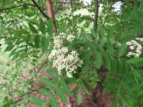 Paprastasis šermukšnis