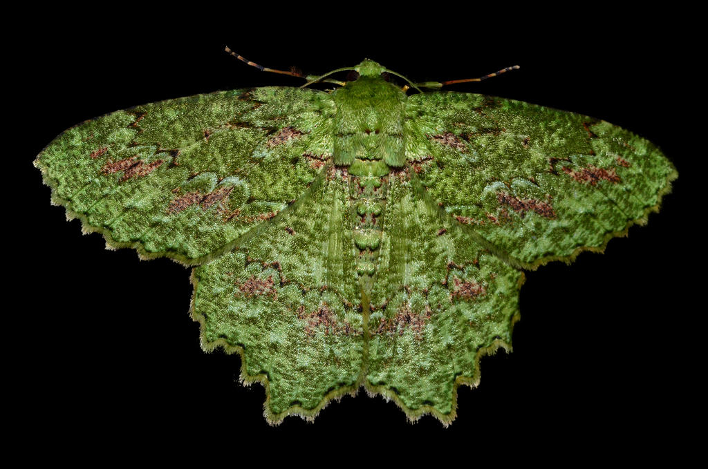 Pseudoterpnini