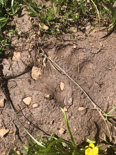 Black Bear Tracks – NatureTracking