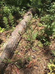 Lactuca graminifolia