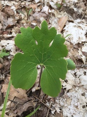 Sanguinaria canadensis