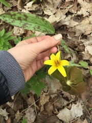 Erythronium americanum