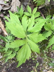Hydrophyllum virginianum